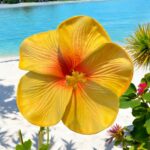 Fleur d’hibiscus jaune (artificielle)8cm