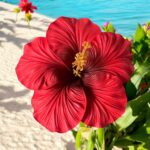 Fleur d’hibiscus  rouge (artificielle)17cm