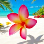 Fleur de Frangipanier rose 8cm réf 14