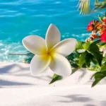 Fleur de frangipanier blanche 8 cm (pince) réf 13