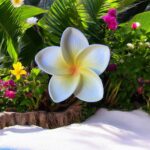 Fleur de Frangipanier d’Hawaï blanche jaune (artificielle) 8 cm