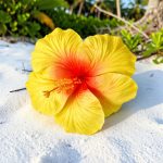Fleur d’hibiscus jaune artificielle 17cm (tige )