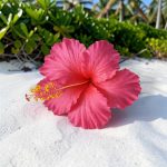 Fleur d’hibiscus artificielle rose 14 cm (tige)