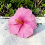 Fleur d’hibiscus artificiel rose clair (tige)